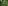 アサギマダラを呼ぼう朝日2の会【京都植物園にアサギマダラが飛来!!】